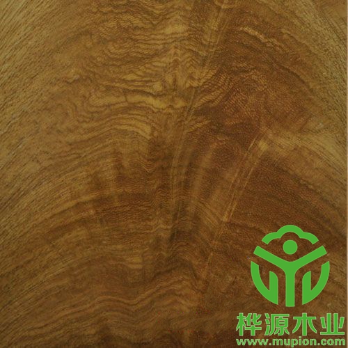 金叉木皮裝修精品0.5mm，高檔樹杈木皮批理供應